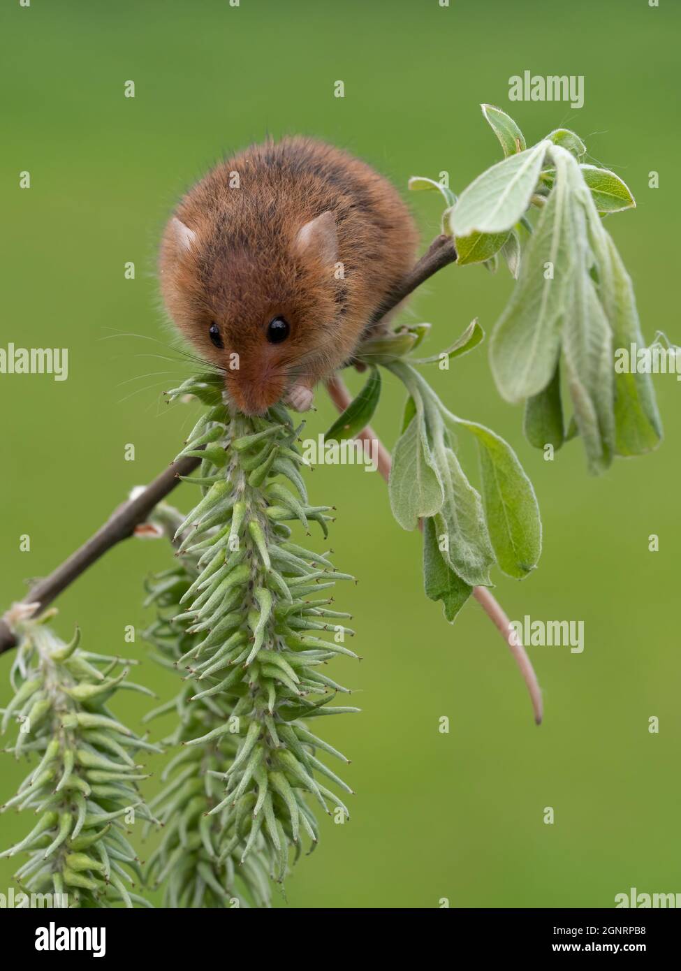 Souris de récolte eurasienne (Micromys minutus) grimpant sur la tige de saule de chèvre (Salix carea), Royaume-Uni Banque D'Images