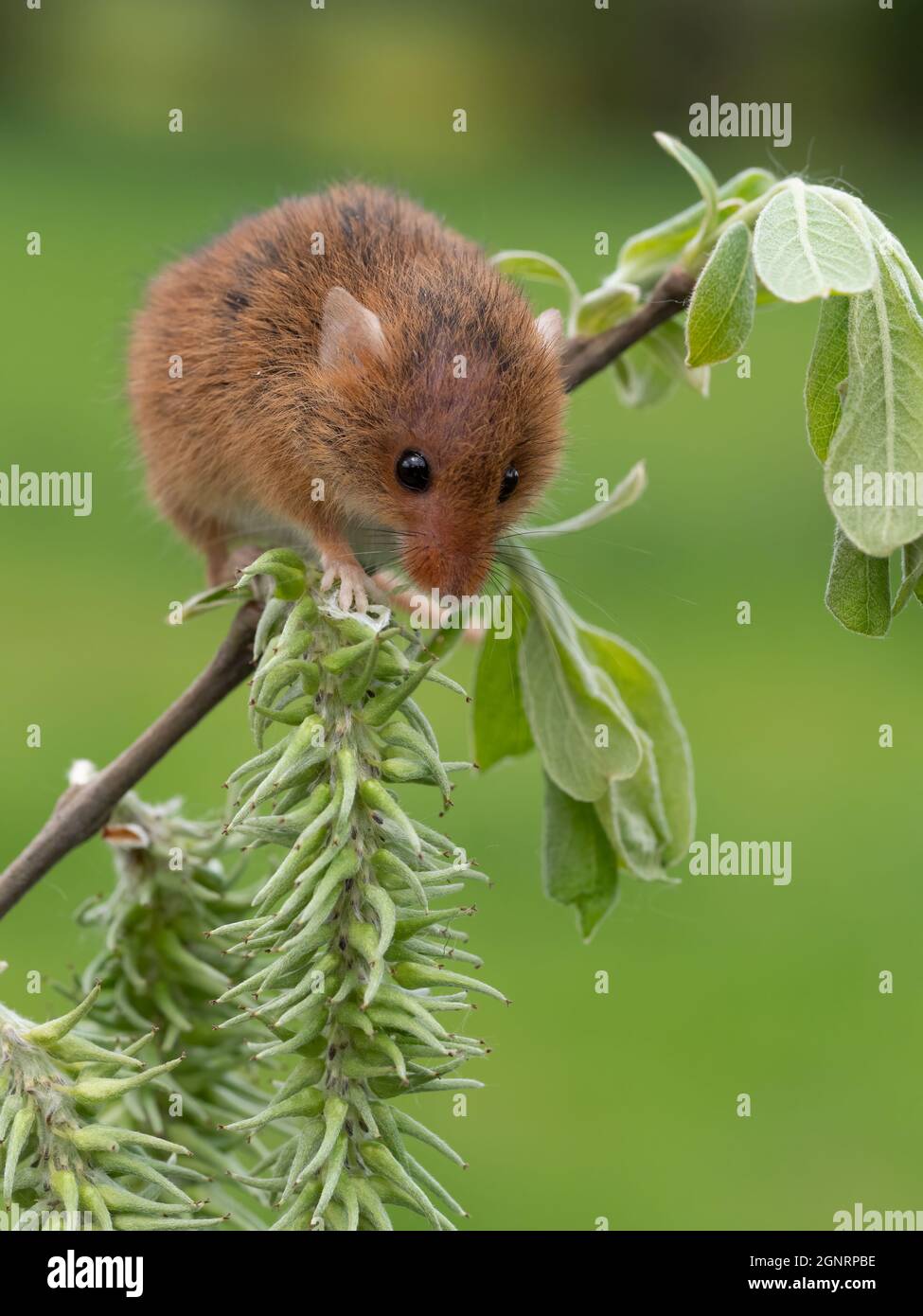 Souris de récolte eurasienne (Micromys minutus) grimpant sur la tige de saule de chèvre (Salix carea), Royaume-Uni Banque D'Images