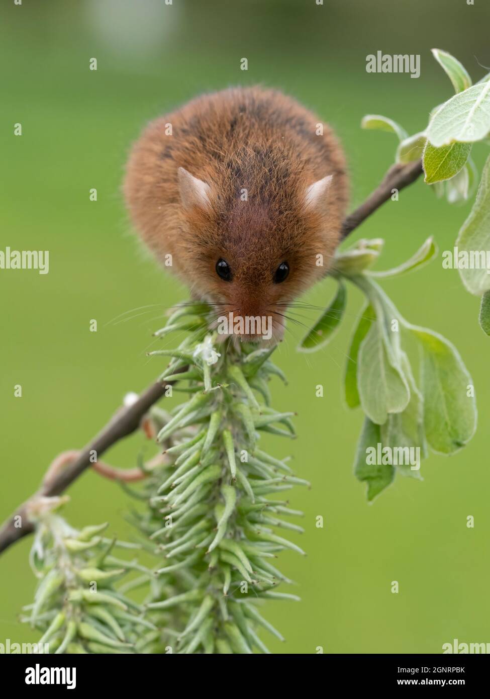 Souris de récolte eurasienne (Micromys minutus) grimpant sur la tige de saule de chèvre (Salix carea), Royaume-Uni Banque D'Images