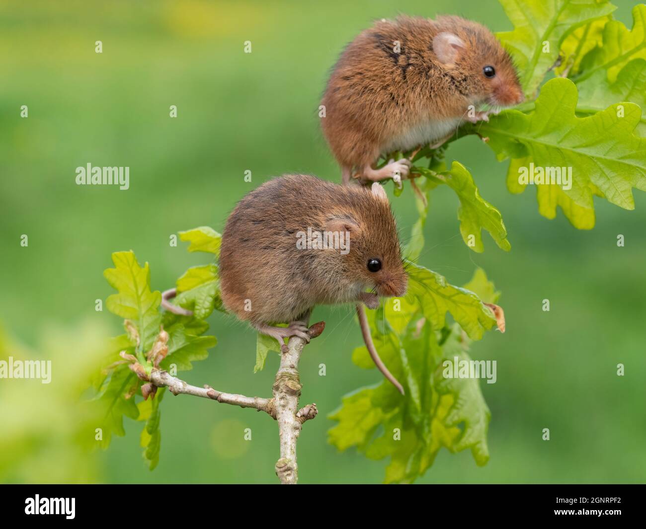 Souris de récolte eurasienne (Micromys minutus) paire grimpant sur la branche d'Oak Tree (Quercus sp) Royaume-Uni Banque D'Images
