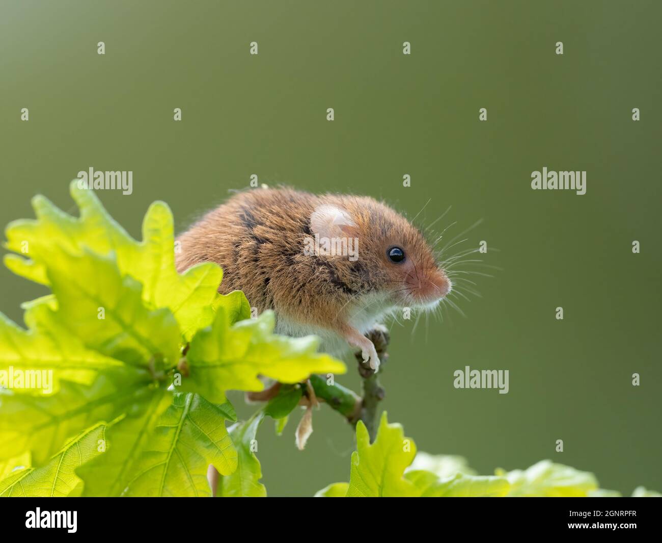 Souris de récolte eurasienne (Micromys minutus) grimpant sur la branche d'Oak Tree (Quercus sp) Royaume-Uni Banque D'Images
