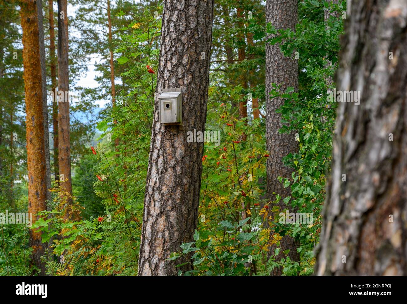 Boîte de nid d'oiseau en bois placée sur un arbre de pin grand et mature dans une forêt. Banque D'Images