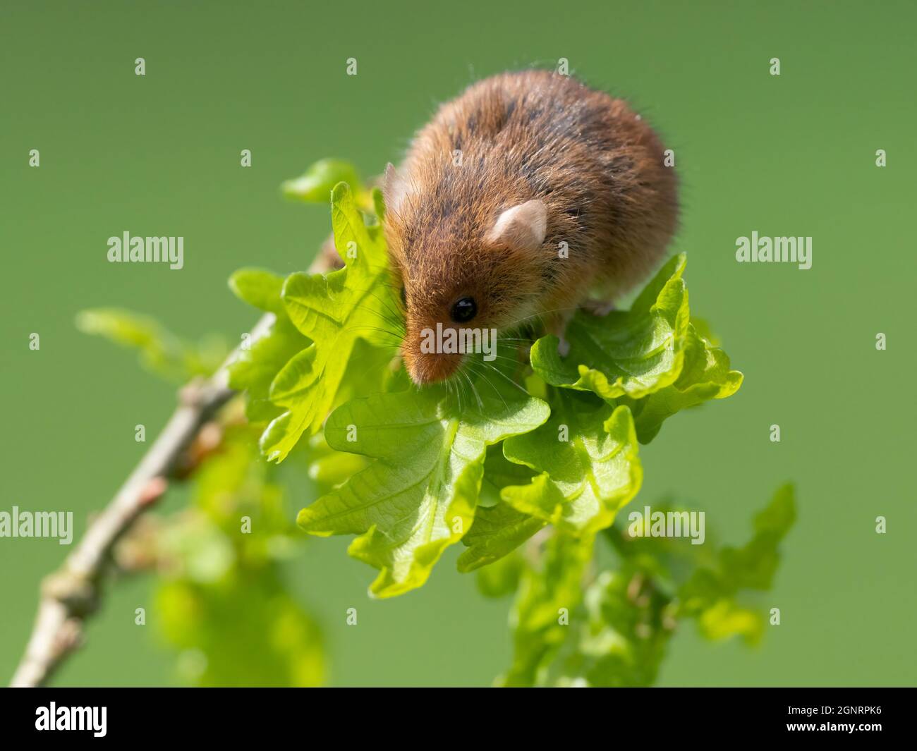 Souris de récolte eurasienne (Micromys minutus) grimpant sur la branche d'Oak Tree (Quercus sp) Royaume-Uni Banque D'Images