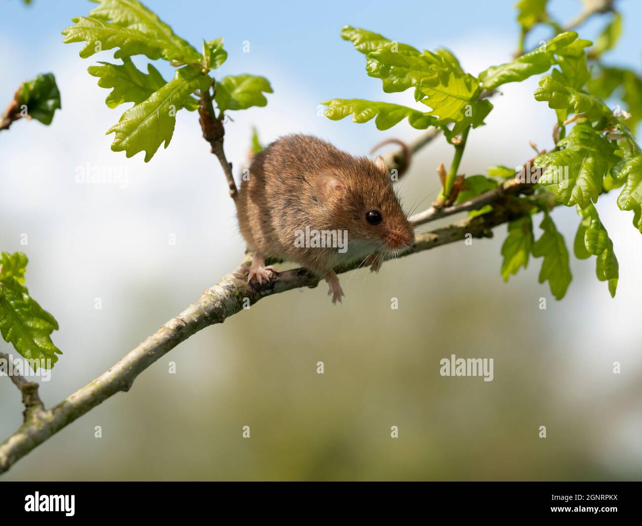 Souris de récolte eurasienne (Micromys minutus) grimpant sur la branche d'Oak Tree (Quercus sp) Royaume-Uni Banque D'Images
