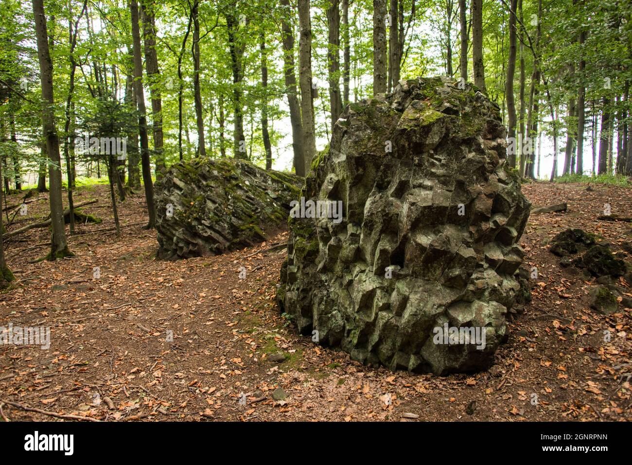 Histoire de la terre: Les chevaux de Basalte, deux roches volcaniques dans la 'forêt tonale' Banque D'Images