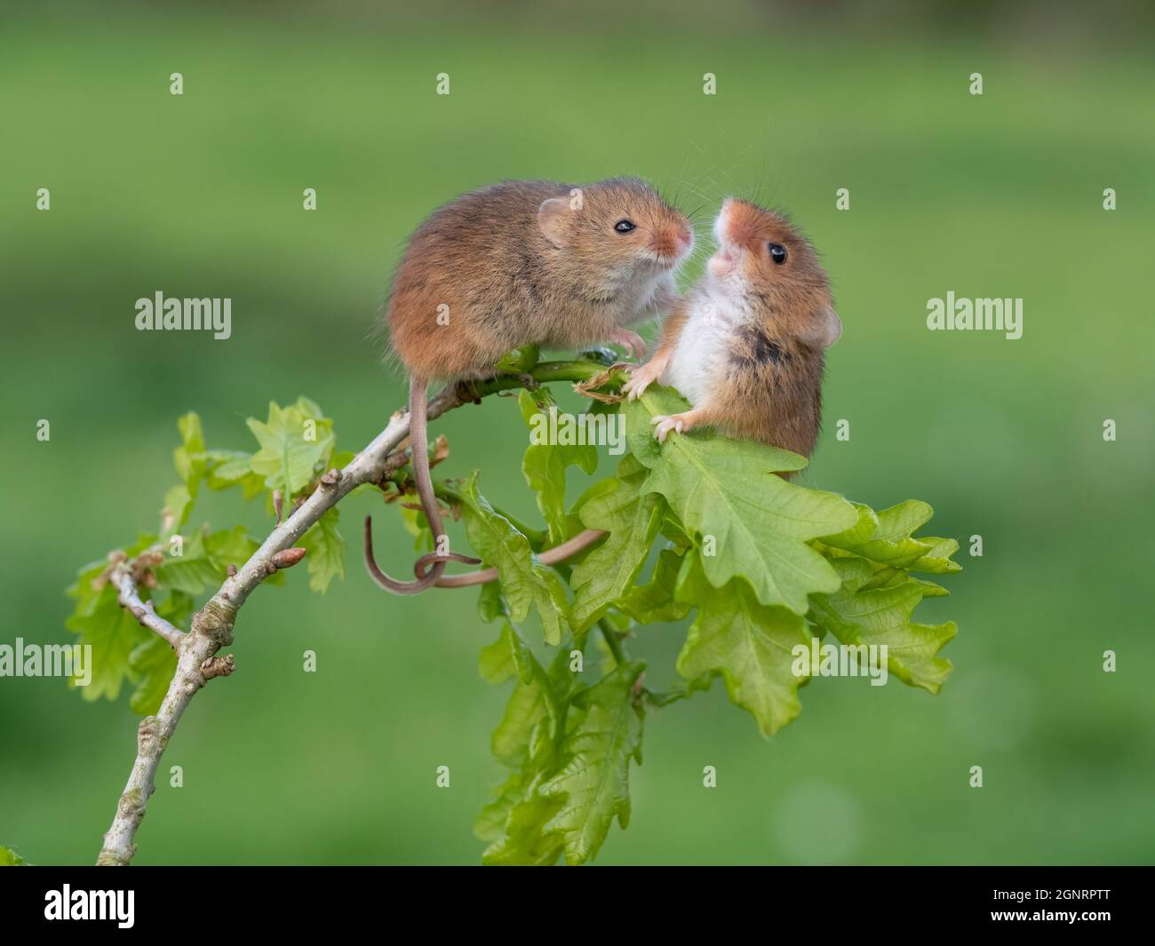 Souris de récolte eurasienne (Micromys minutus) paire grimpant sur la branche d'Oak Tree (Quercus sp) Royaume-Uni Banque D'Images