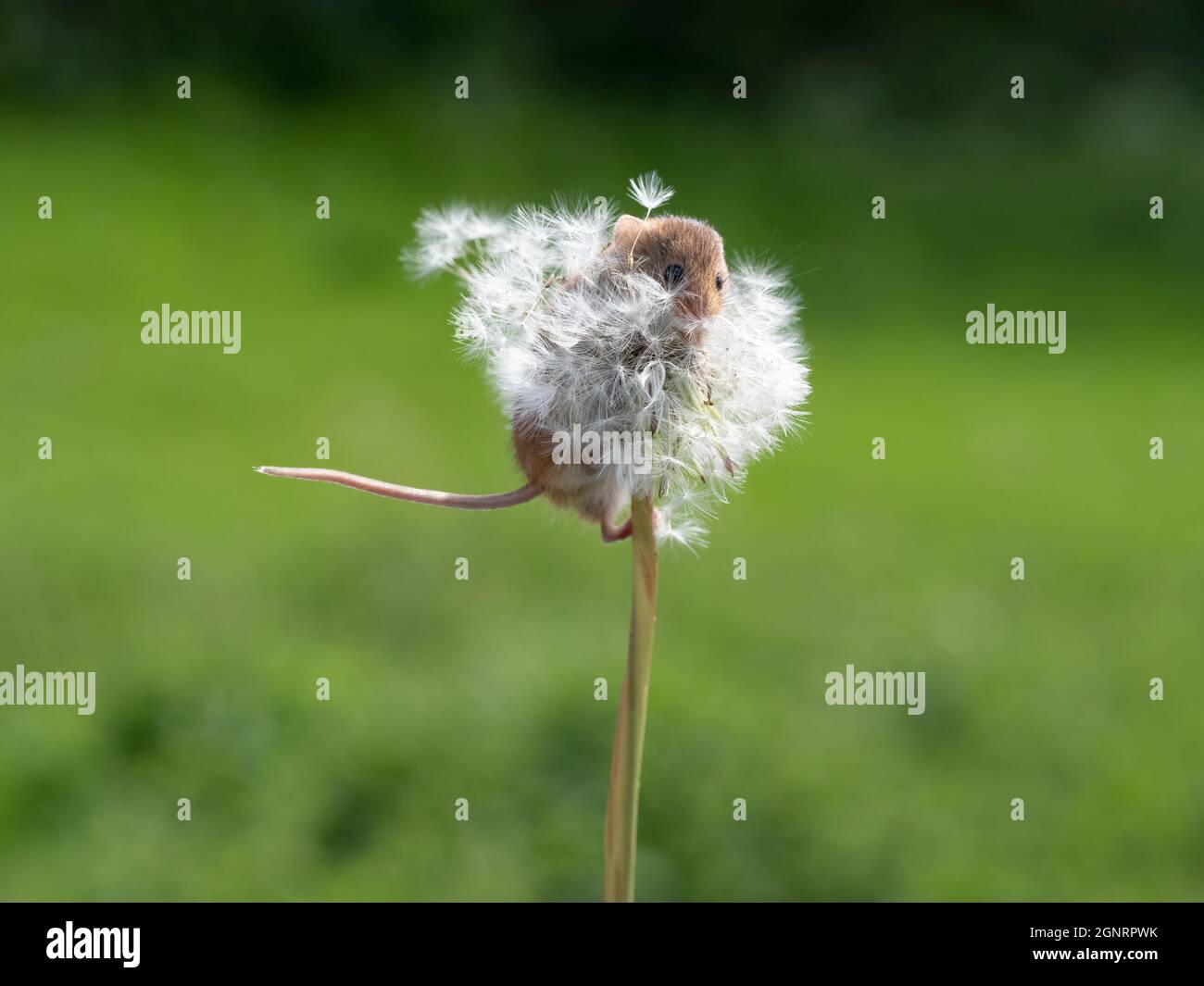 Souris de récolte eurasienne (Micromys minutus) montée sur la tige de la tête de semence de pissenlit (Taraxacum officinale) Royaume-Uni Banque D'Images