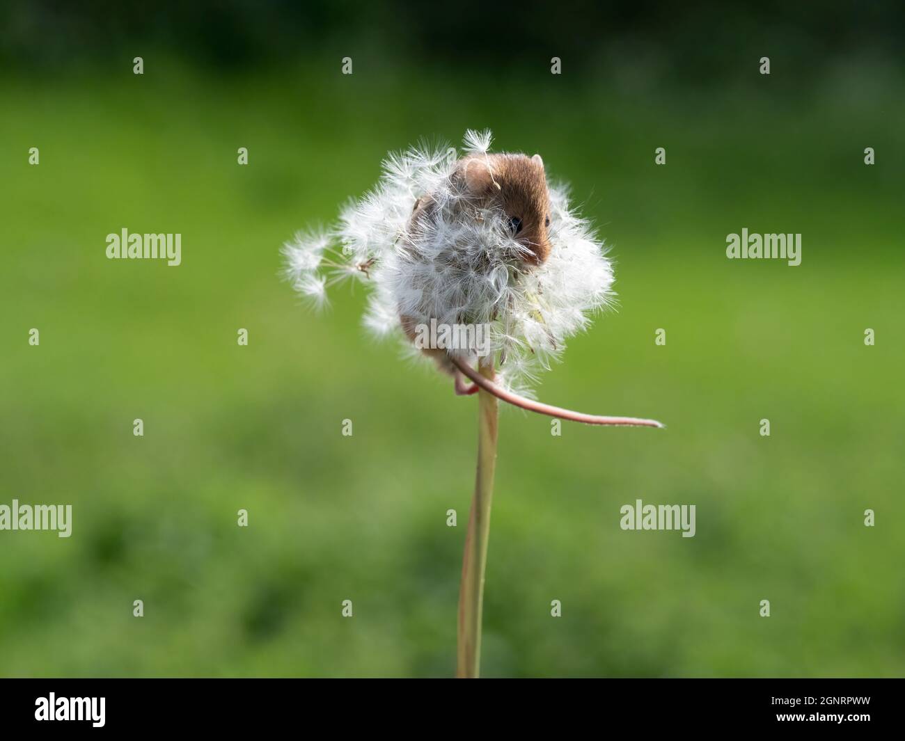 Souris de récolte eurasienne (Micromys minutus) montée sur la tige de la tête de semence de pissenlit (Taraxacum officinale) Royaume-Uni Banque D'Images