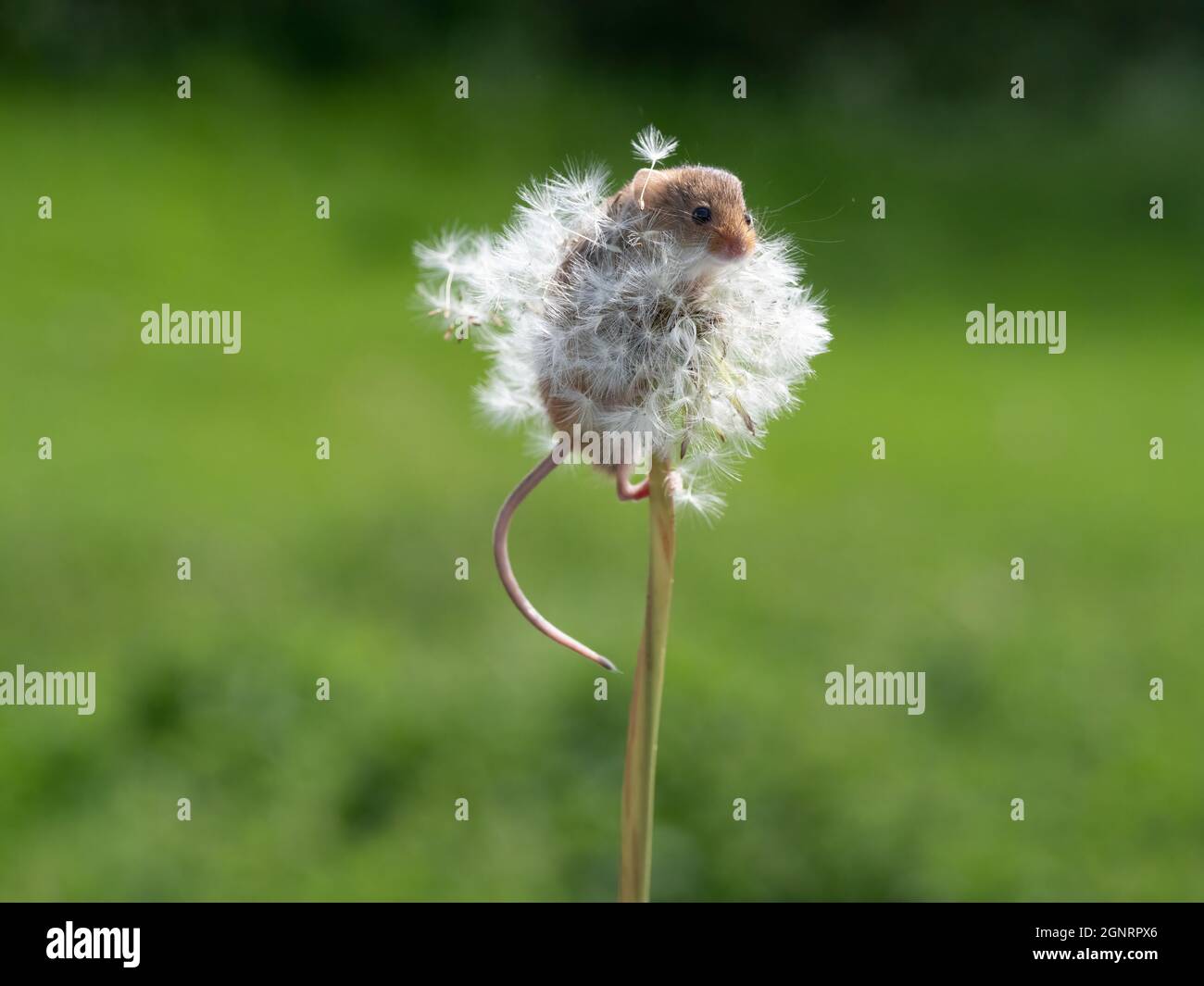 Souris de récolte eurasienne (Micromys minutus) montée sur la tige de la tête de semence de pissenlit (Taraxacum officinale) Royaume-Uni Banque D'Images