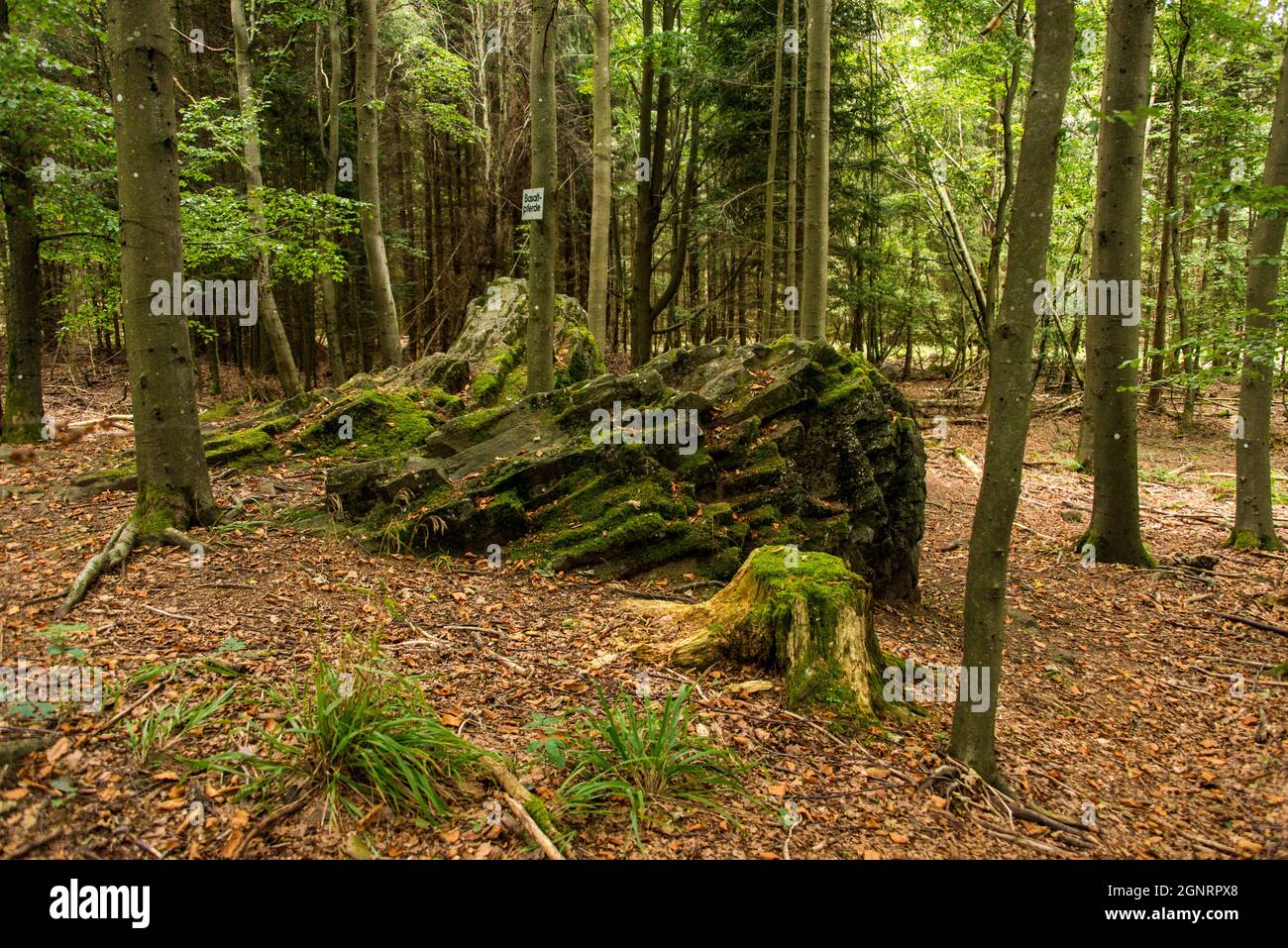 Histoire de la terre: Les chevaux de Basalte, deux roches volcaniques dans la 'forêt tonale' Banque D'Images