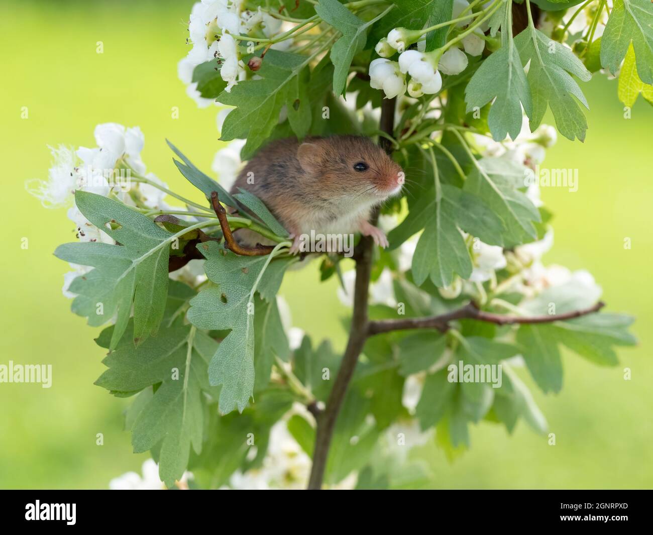 Souris de récolte eurasienne (Micromys minutus) grimpant sur la branche de l'arbre de Hawthorn (Crataegus monogyna) Royaume-Uni Banque D'Images