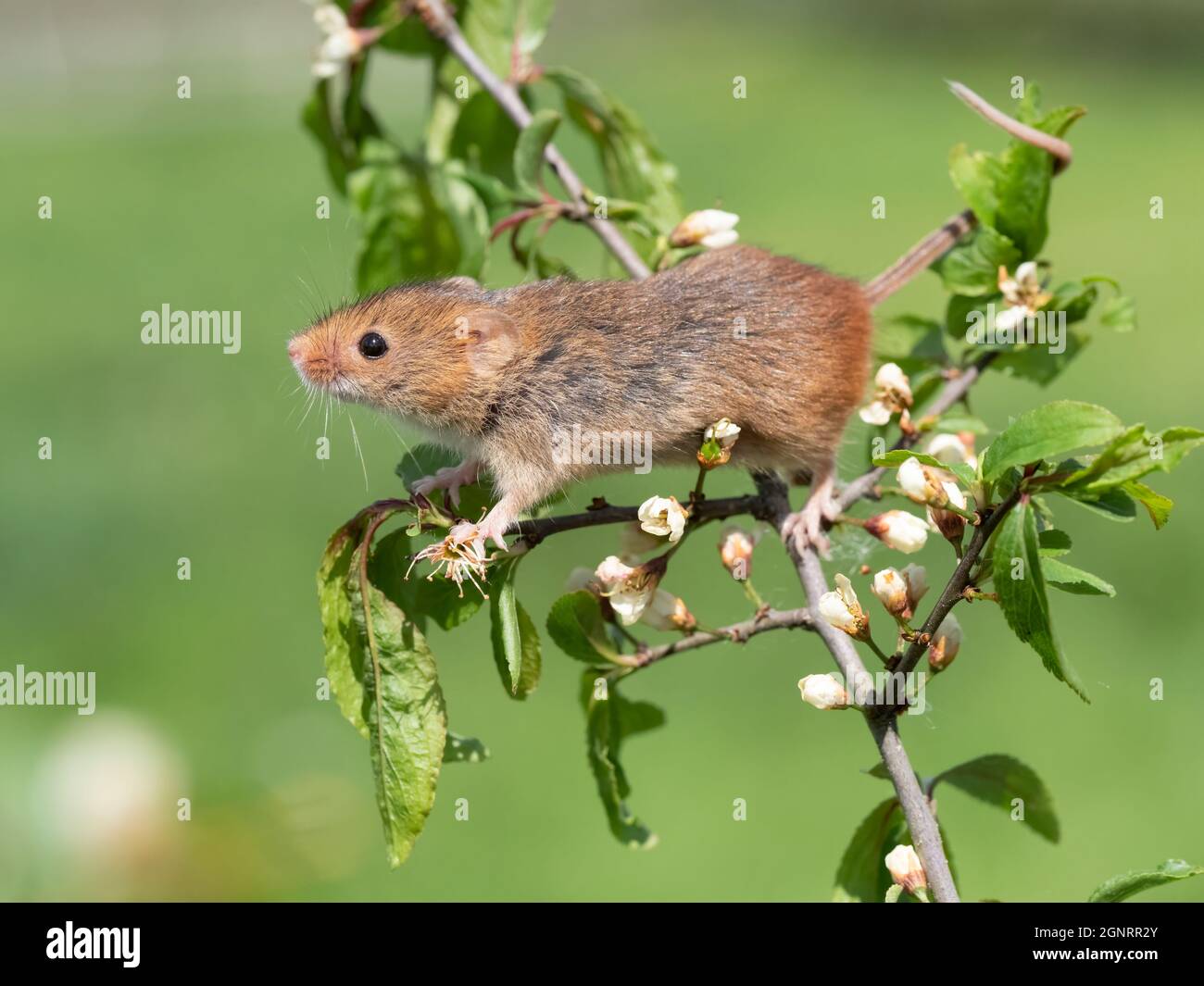 Souris de récolte eurasienne (Micromys minutus) grimpant sur la branche de l'arbre de Hawthorn (Crataegus monogyna) Royaume-Uni Banque D'Images