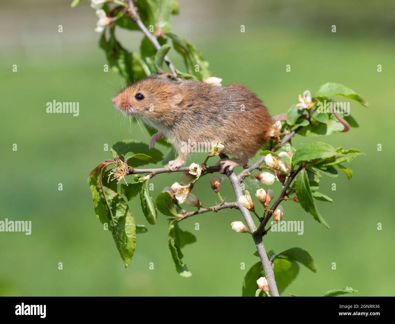 Souris de récolte eurasienne (Micromys minutus) grimpant sur la branche de l'arbre de Hawthorn (Crataegus monogyna) Royaume-Uni Banque D'Images