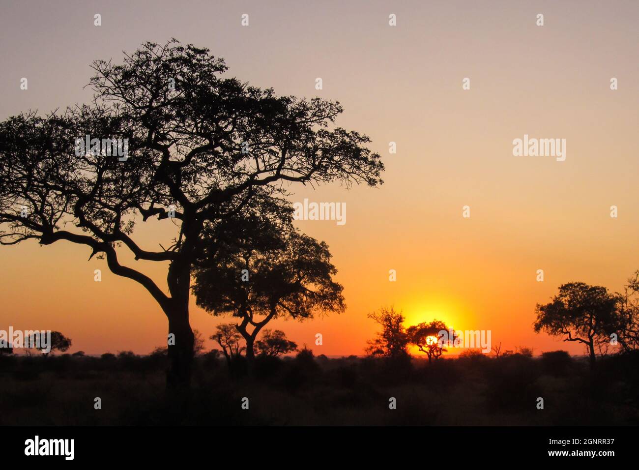 Silhouettes des différents arbres dans la savane boisée du Parc National Kruger en Afrique du Sud, contre un ciel orange doré au lever du soleil Banque D'Images