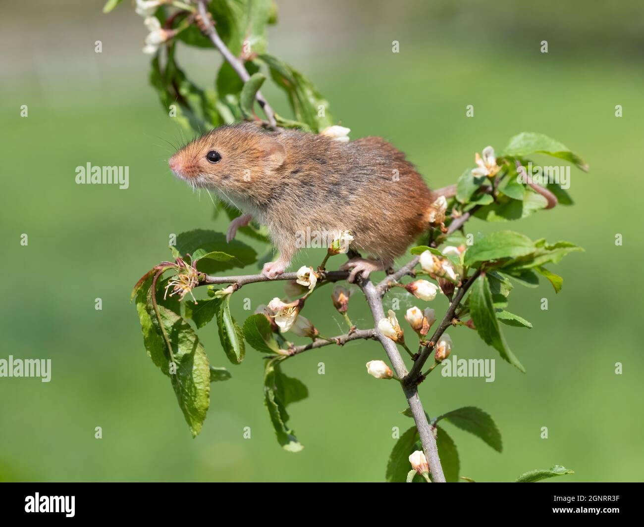 Souris de récolte eurasienne (Micromys minutus) grimpant sur la branche de l'arbre de Hawthorn (Crataegus monogyna) Royaume-Uni Banque D'Images