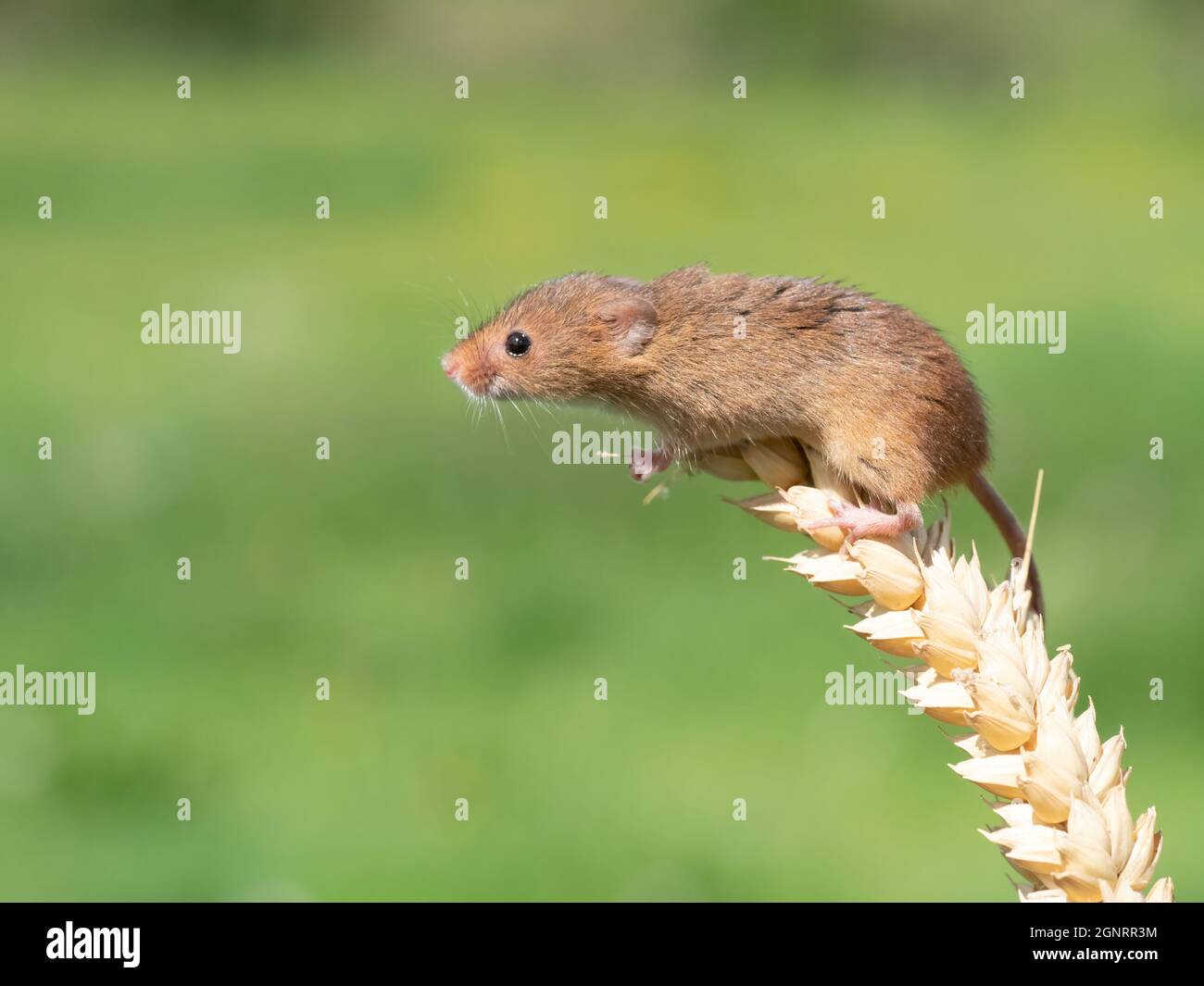 Souris de récolte eurasienne (Micromys minutus) montée de la tête de semence de blé (Elymus ou Elytrigia sp) Royaume-Uni Banque D'Images
