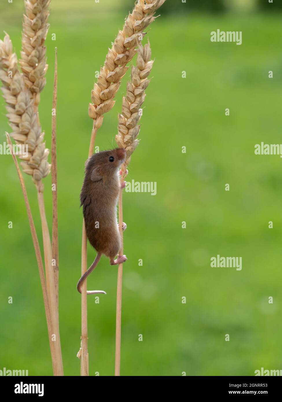 Souris de récolte eurasienne (Micromys minutus) montée de la tête de semence de blé (Elymus ou Elytrigia sp) Royaume-Uni Banque D'Images