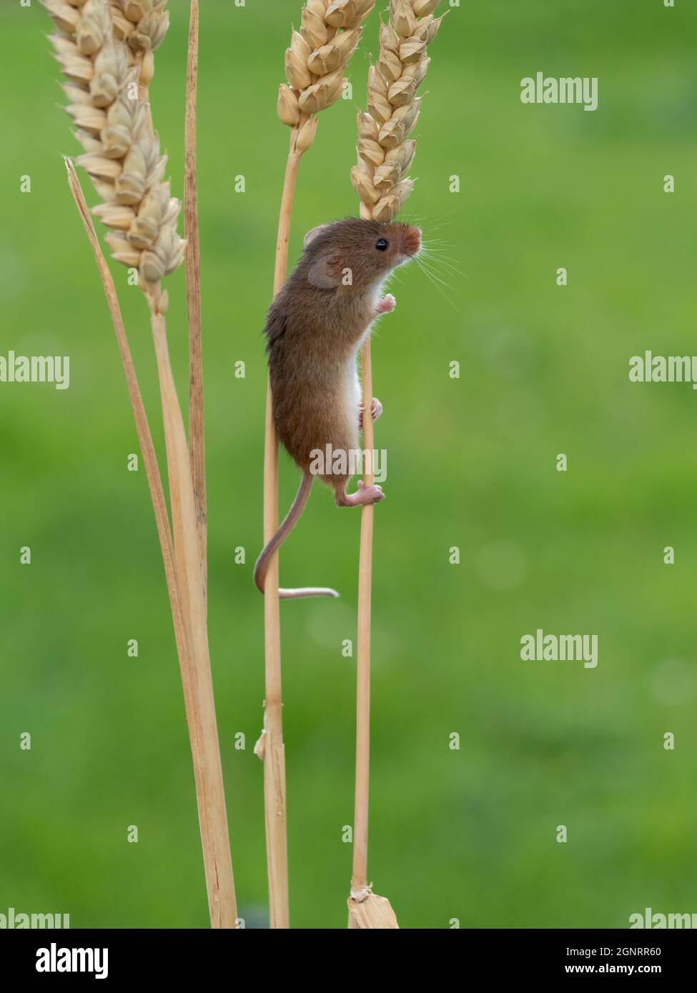 Souris de récolte eurasienne (Micromys minutus) montée de la tête de semence de blé (Elymus ou Elytrigia sp) Royaume-Uni Banque D'Images