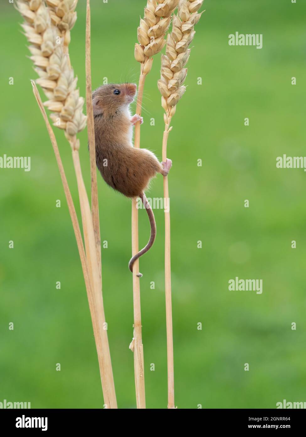 Souris de récolte eurasienne (Micromys minutus) montée de la tête de semence de blé (Elymus ou Elytrigia sp) Royaume-Uni Banque D'Images