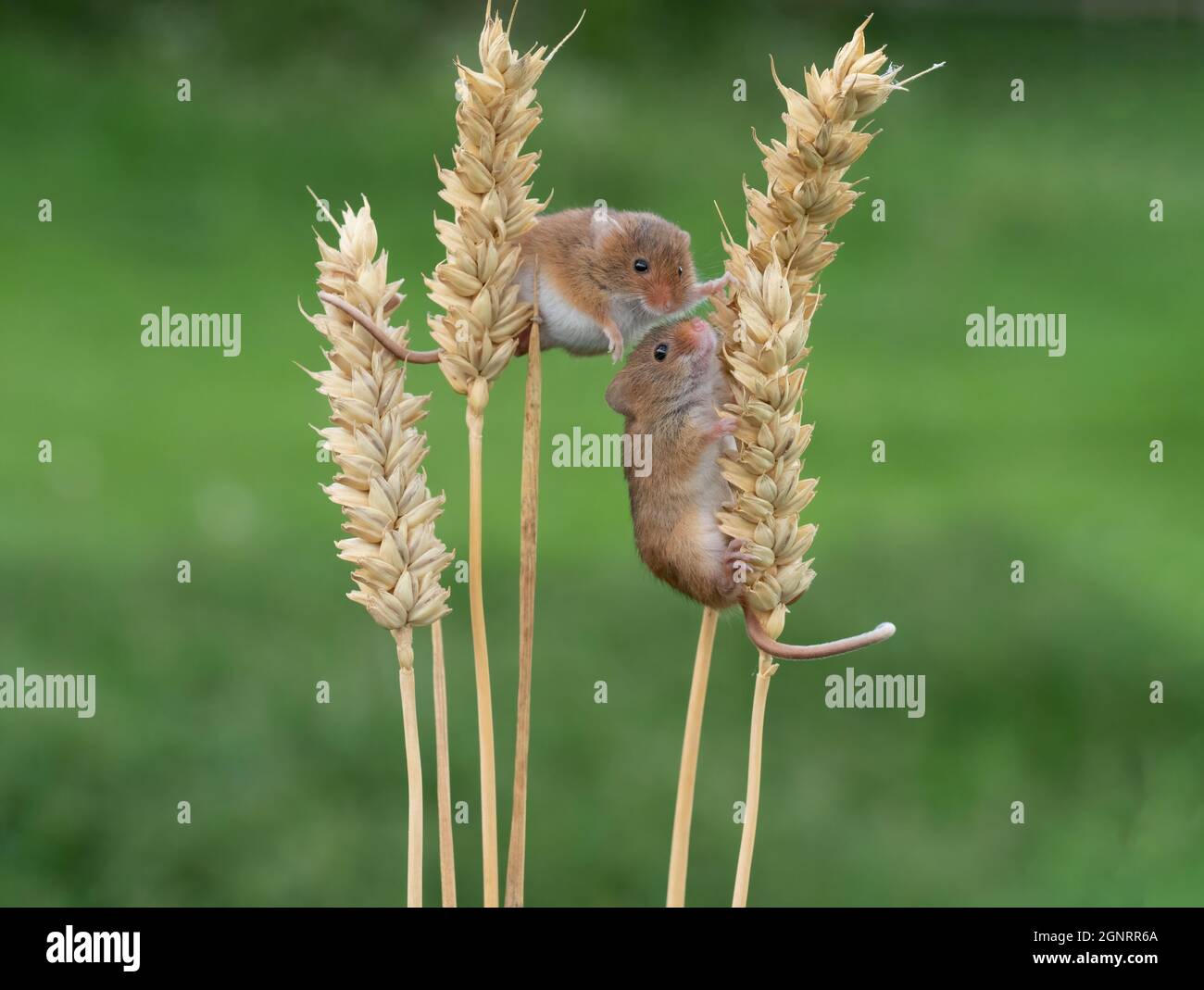 Souris de récolte eurasienne (Micromys minutus) couple grimpant la tête de semence de blé (Elymus ou Elytrigia sp) Royaume-Uni Banque D'Images