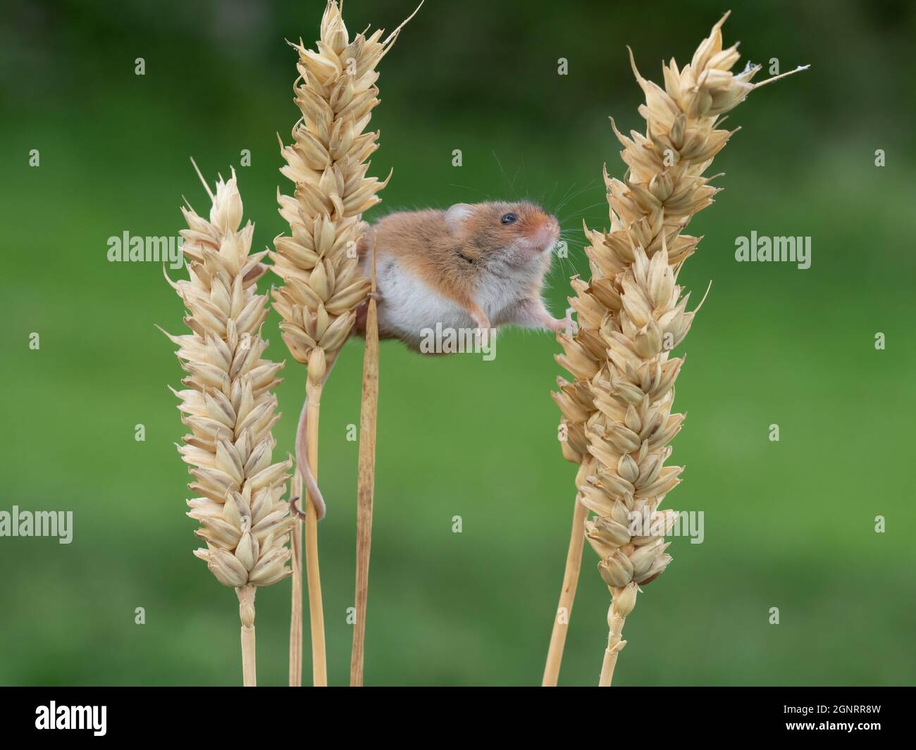 Souris de récolte eurasienne (Micromys minutus) montée de la tête de semence de blé (Elymus ou Elytrigia sp) Royaume-Uni Banque D'Images