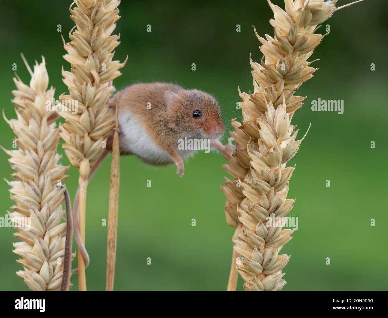 Souris de récolte eurasienne (Micromys minutus) montée de la tête de semence de blé (Elymus ou Elytrigia sp) Royaume-Uni Banque D'Images