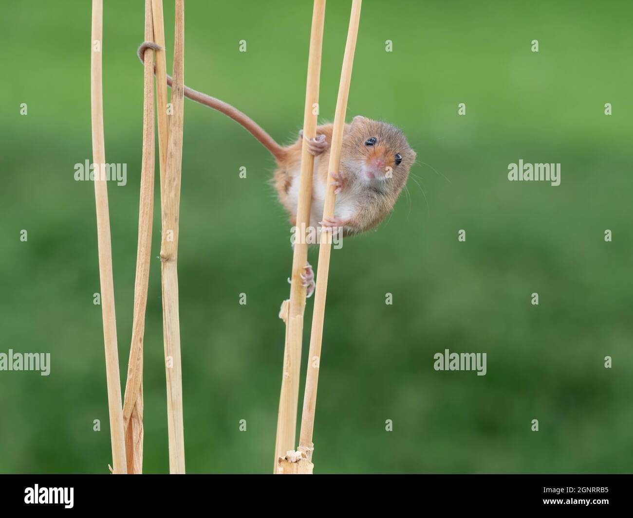 Souris de récolte eurasienne (Micromys minutus) montée de la tête de semence de blé (Elymus ou Elytrigia sp) Royaume-Uni Banque D'Images