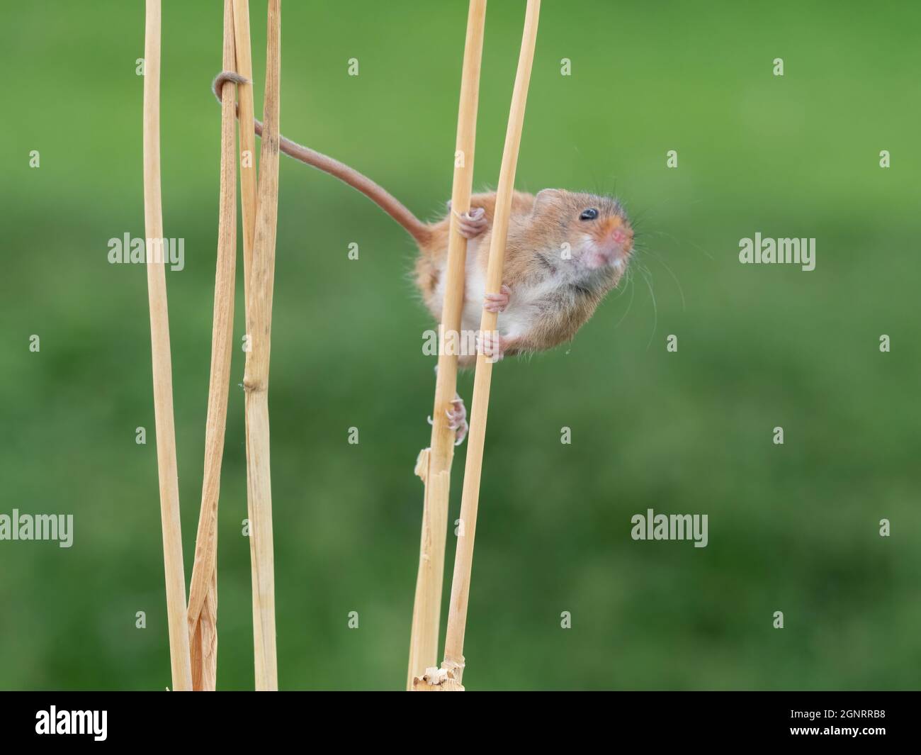 Souris de récolte eurasienne (Micromys minutus) montée de la tête de semence de blé (Elymus ou Elytrigia sp) Royaume-Uni Banque D'Images