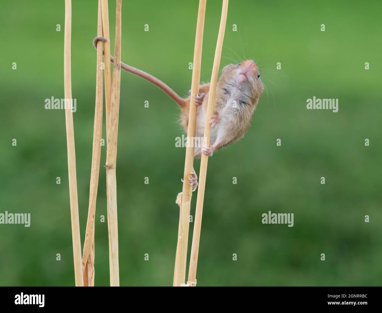 Souris de récolte eurasienne (Micromys minutus) montée de la tête de semence de blé (Elymus ou Elytrigia sp) Royaume-Uni Banque D'Images