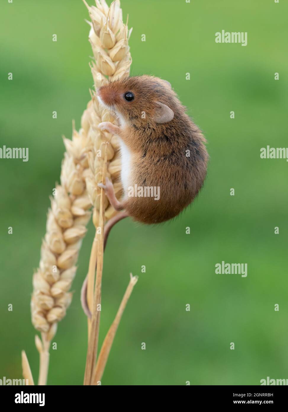 Souris de récolte eurasienne (Micromys minutus) montée de la tête de semence de blé (Elymus ou Elytrigia sp) Royaume-Uni Banque D'Images