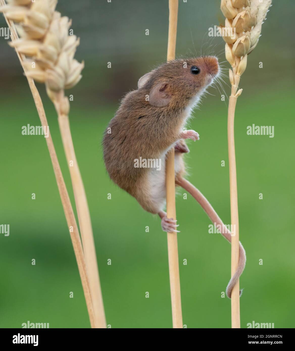 Souris de récolte eurasienne (Micromys minutus) montée de la tête de semence de blé (Elymus ou Elytrigia sp) Royaume-Uni Banque D'Images