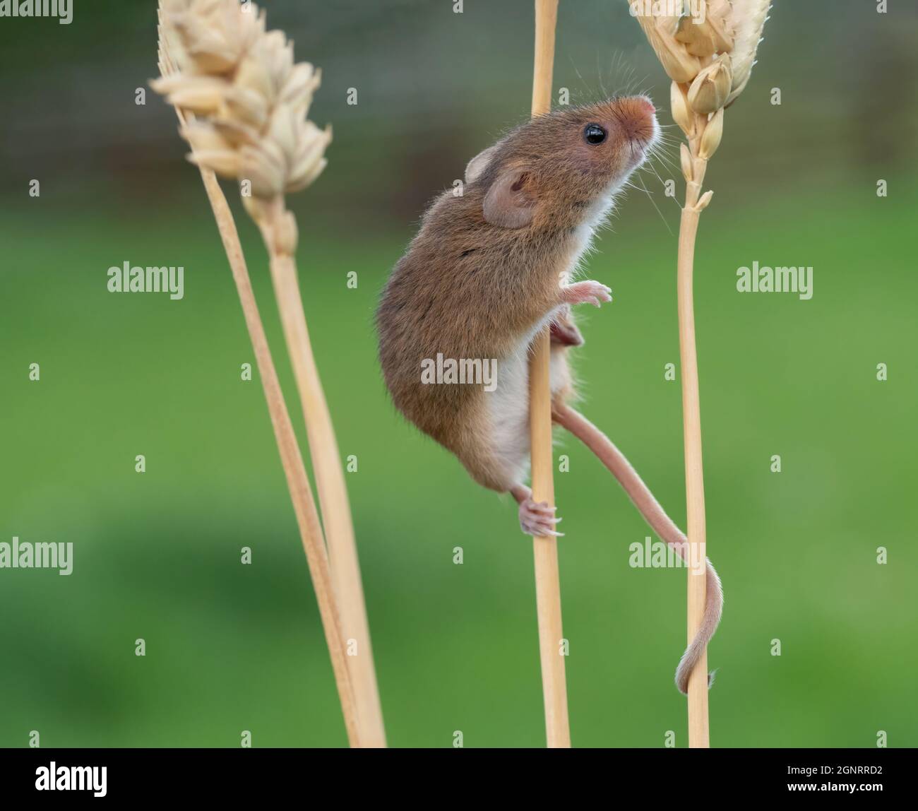 Souris de récolte eurasienne (Micromys minutus) montée de la tête de semence de blé (Elymus ou Elytrigia sp) Royaume-Uni Banque D'Images