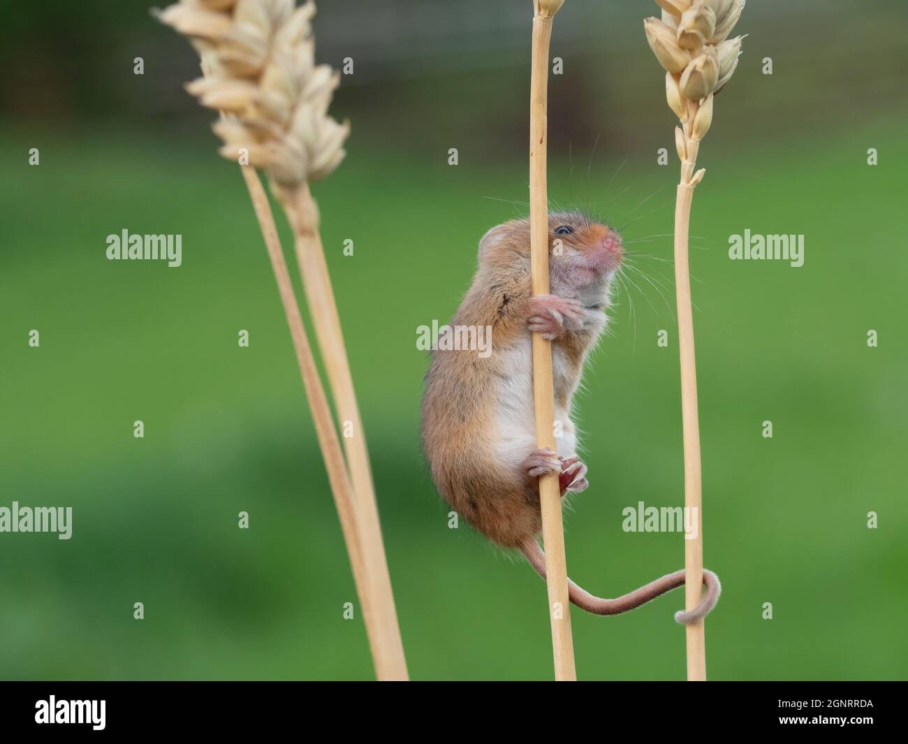 Souris de récolte eurasienne (Micromys minutus) montée de la tête de semence de blé (Elymus ou Elytrigia sp) Royaume-Uni Banque D'Images