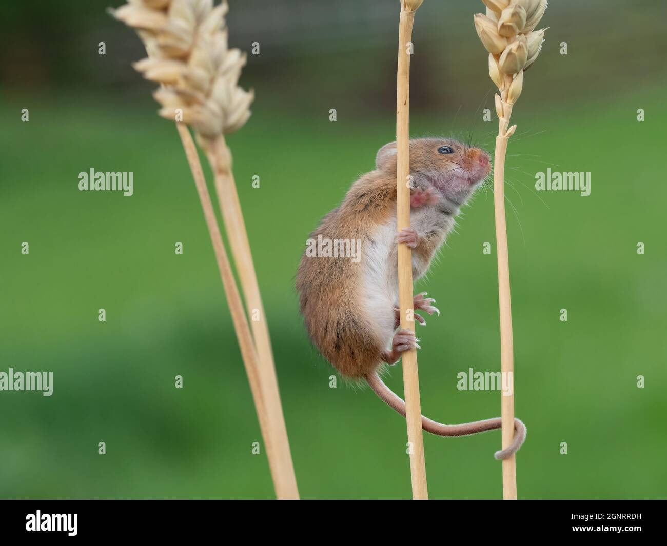 Souris de récolte eurasienne (Micromys minutus) montée de la tête de semence de blé (Elymus ou Elytrigia sp) Royaume-Uni Banque D'Images