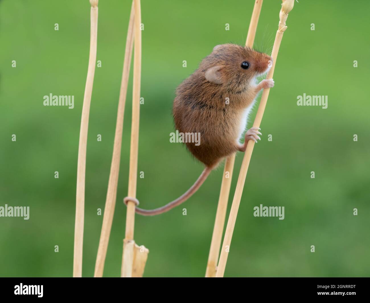 Souris de récolte eurasienne (Micromys minutus) montée de la tête de semence de blé (Elymus ou Elytrigia sp) Royaume-Uni Banque D'Images