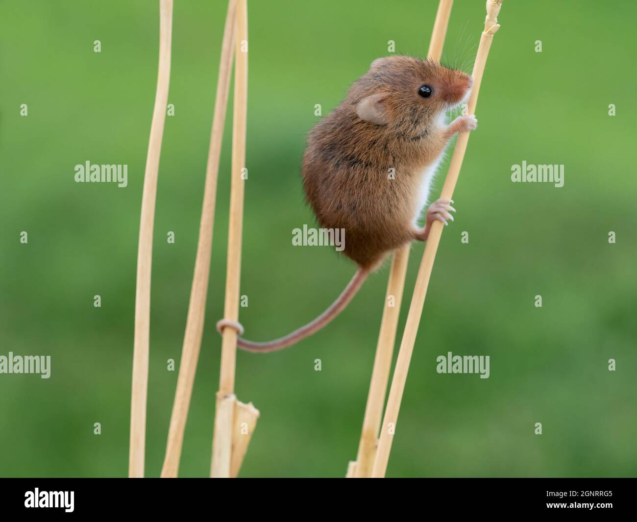 Souris de récolte eurasienne (Micromys minutus) montée de la tête de semence de blé (Elymus ou Elytrigia sp) Royaume-Uni Banque D'Images