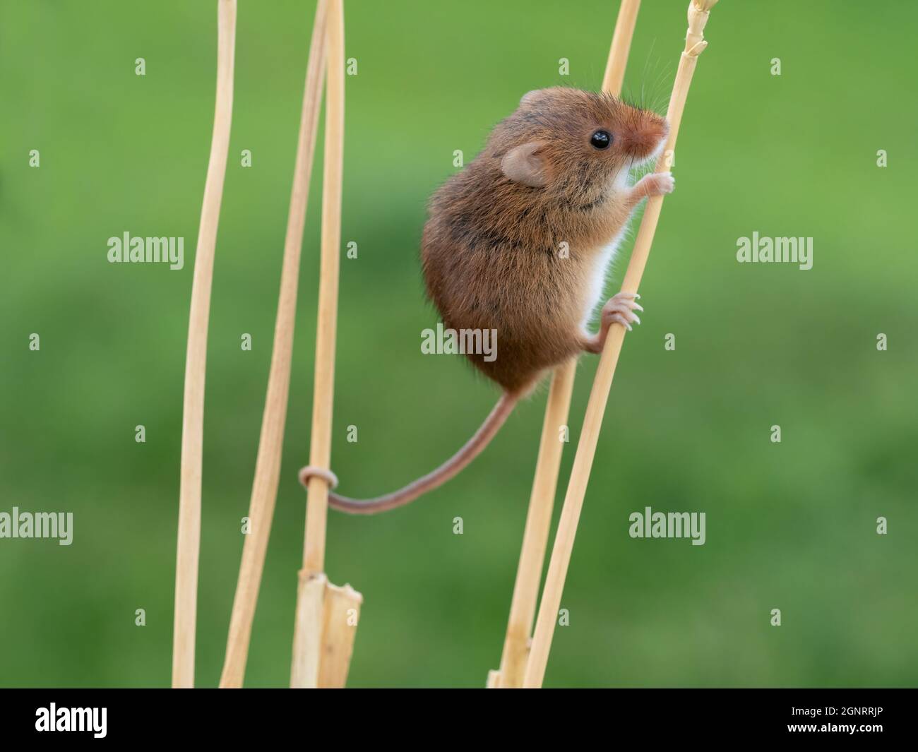 Souris de récolte eurasienne (Micromys minutus) montée de la tête de semence de blé (Elymus ou Elytrigia sp) Royaume-Uni Banque D'Images