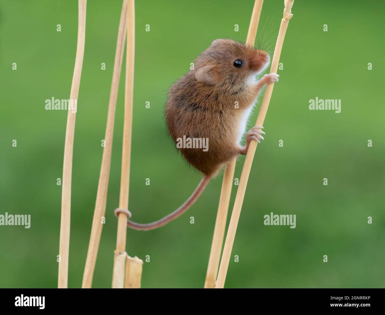 Souris de récolte eurasienne (Micromys minutus) montée de la tête de semence de blé (Elymus ou Elytrigia sp) Royaume-Uni Banque D'Images