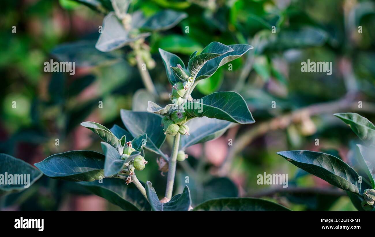 Usine de Withania somnifera connue sous le nom d'Ashwagandha. Herbes de ginseng indien, baies de gooseberry empoisonnées ou cerise d'hiver. Ashwagandha avantages pour la perte de poids Banque D'Images