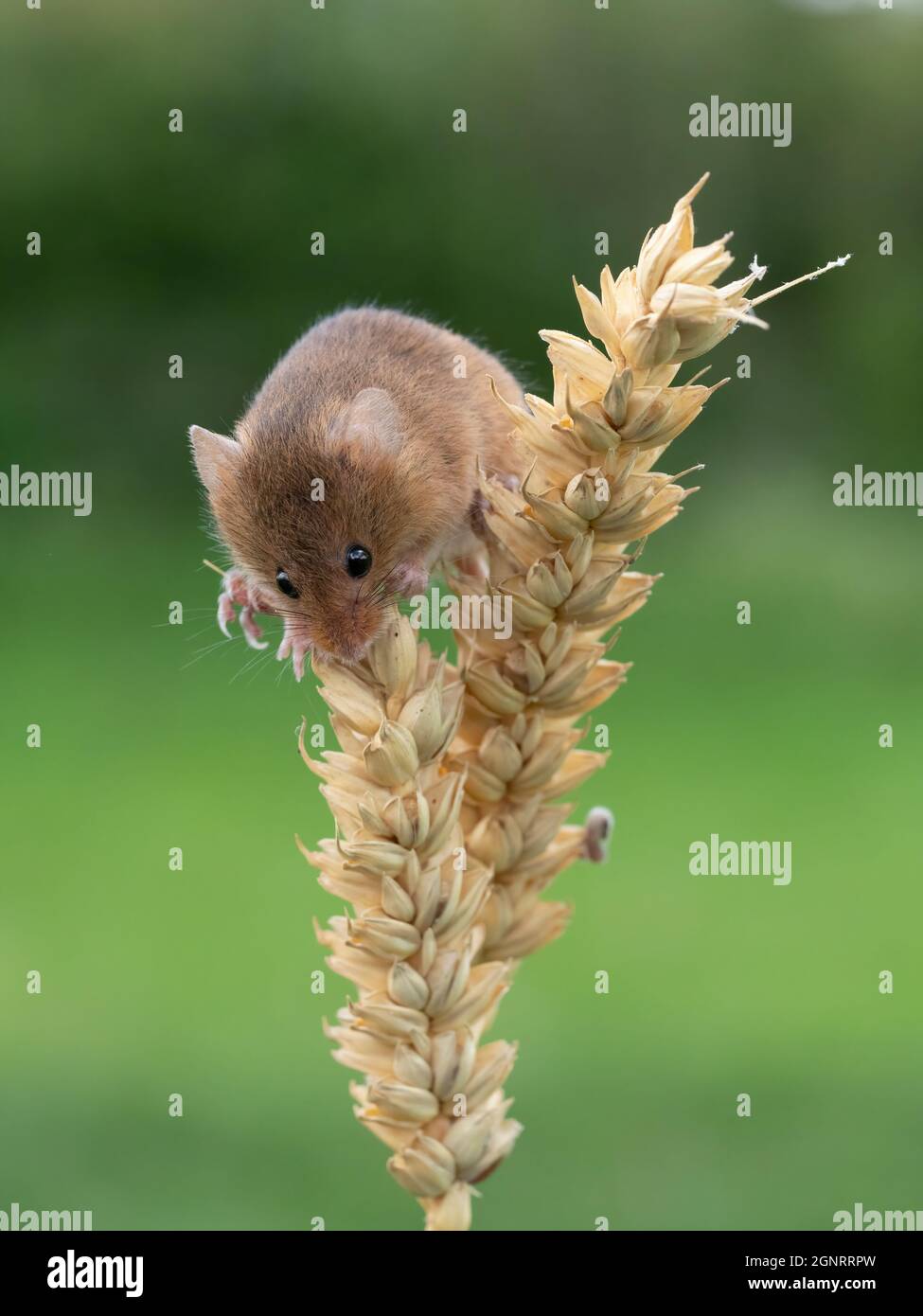 Souris de récolte eurasienne (Micromys minutus) montée de la tête de semence de blé (Elymus ou Elytrigia sp) Royaume-Uni Banque D'Images