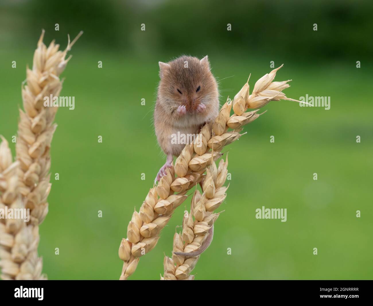 Souris de récolte eurasienne (Micromys minutus) montée de la tête de semence de blé (Elymus ou Elytrigia sp) Royaume-Uni Banque D'Images