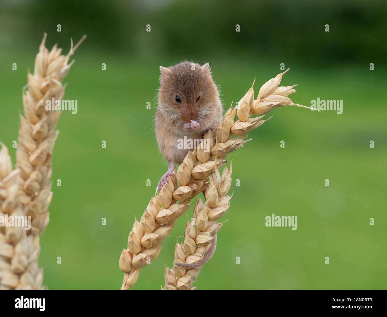 Souris de récolte eurasienne (Micromys minutus) montée de la tête de semence de blé (Elymus ou Elytrigia sp) Royaume-Uni Banque D'Images
