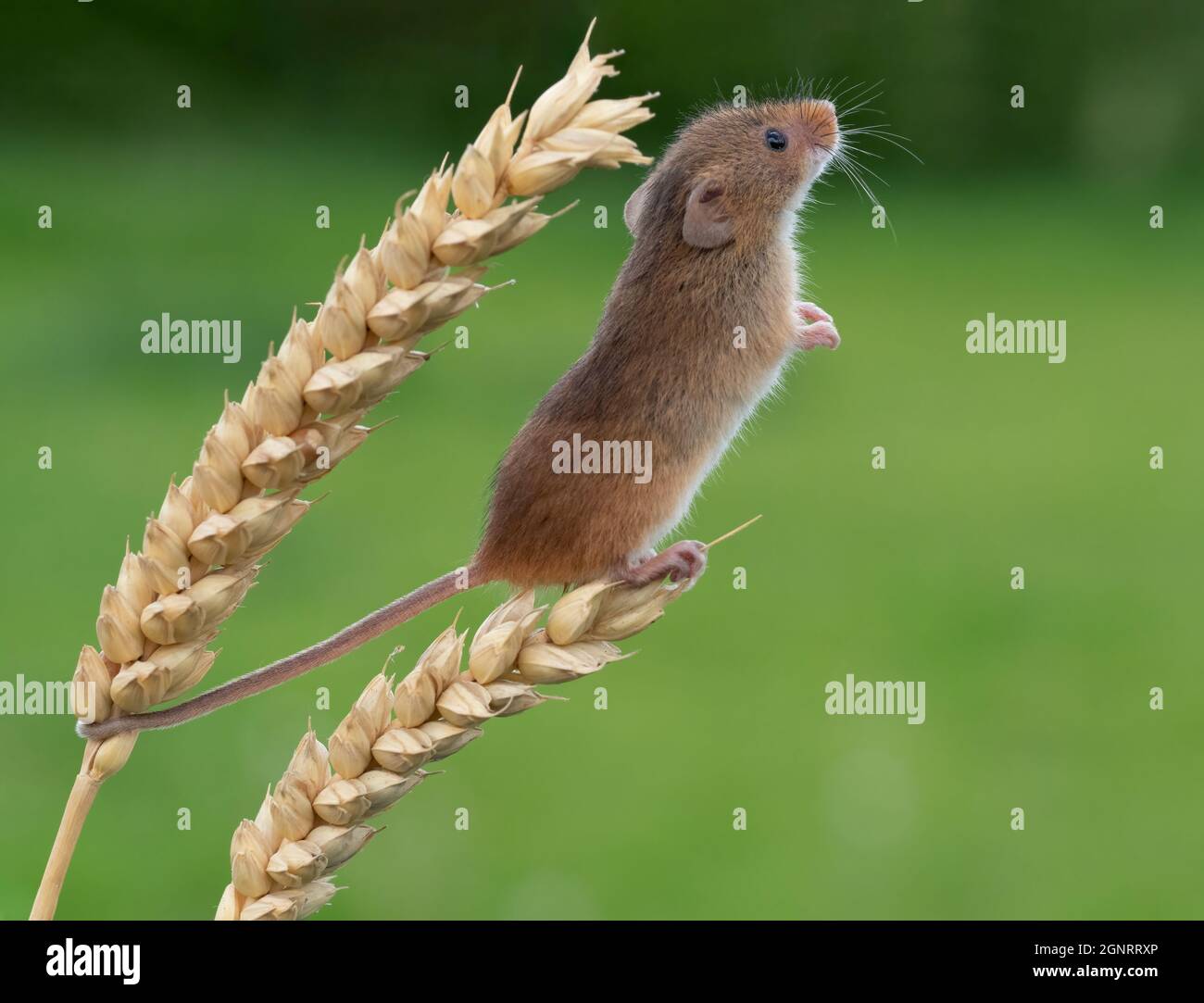 Souris de récolte eurasienne (Micromys minutus) montée de la tête de semence de blé (Elymus ou Elytrigia sp) Royaume-Uni Banque D'Images