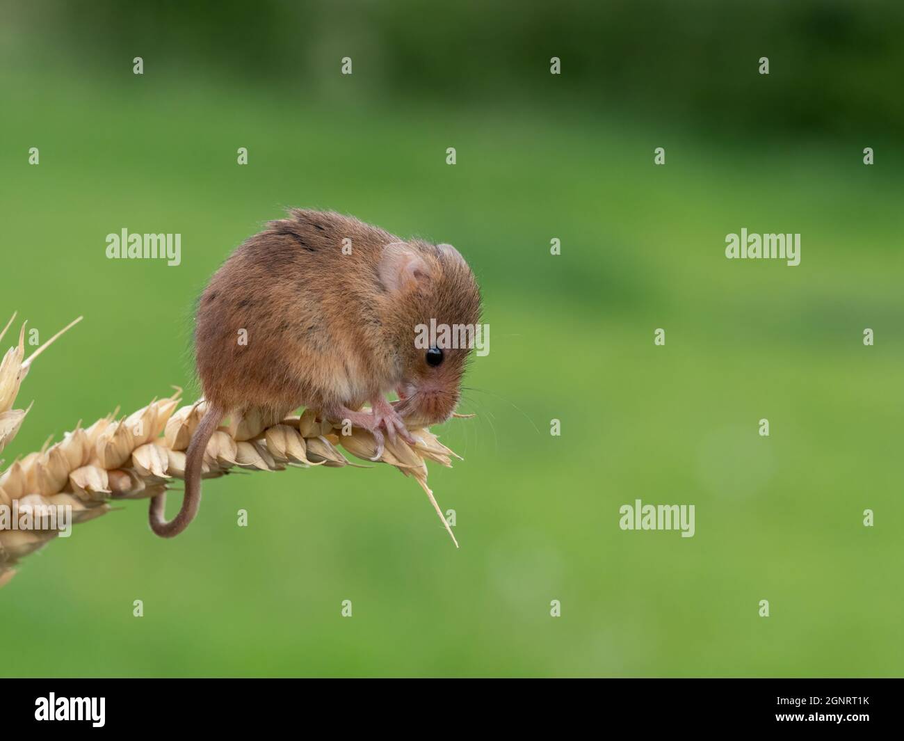 Souris de récolte eurasienne (Micromys minutus) montée de la tête de semence de blé (Elymus ou Elytrigia sp) Royaume-Uni Banque D'Images
