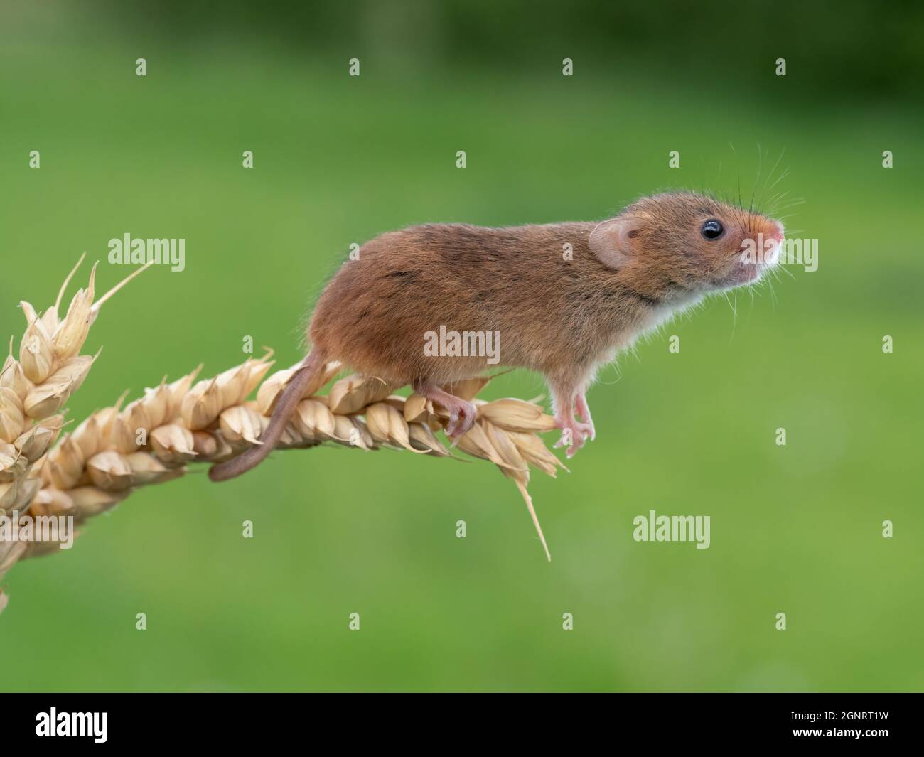 Souris de récolte eurasienne (Micromys minutus) montée de la tête de semence de blé (Elymus ou Elytrigia sp) Royaume-Uni Banque D'Images