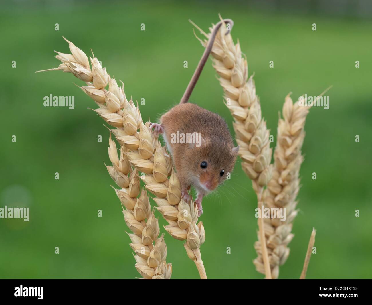 Souris de récolte eurasienne (Micromys minutus) montée de la tête de semence de blé (Elymus ou Elytrigia sp) Royaume-Uni Banque D'Images