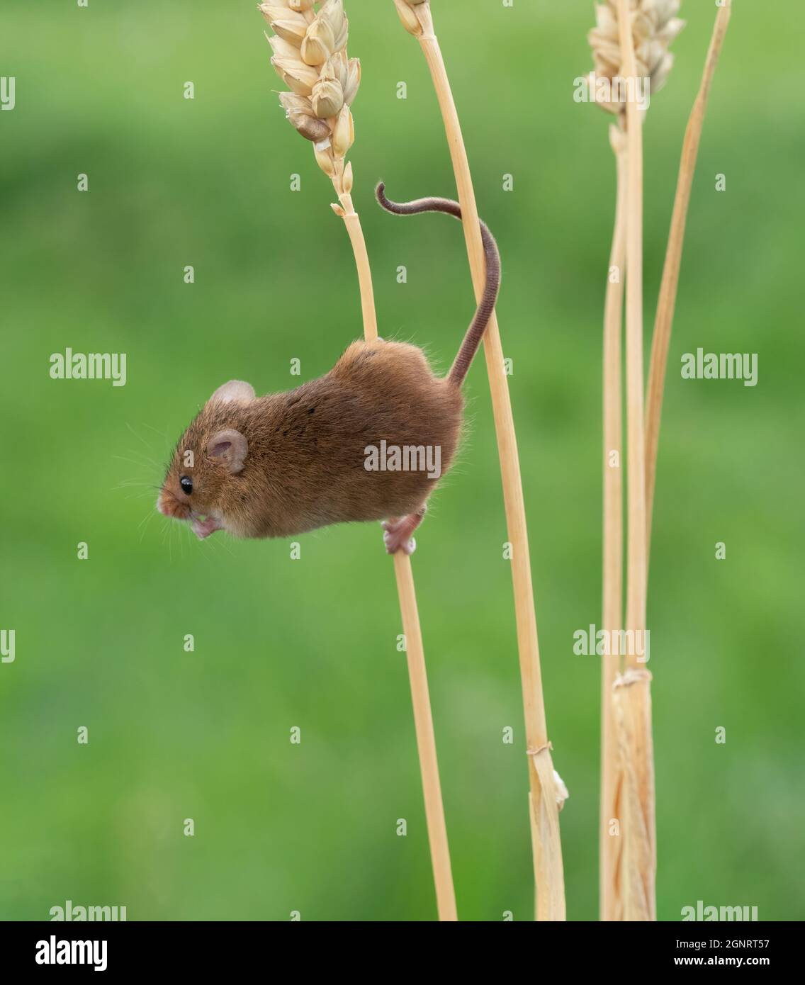 Souris de récolte eurasienne (Micromys minutus) montée de la tête de semence de blé (Elymus ou Elytrigia sp) Royaume-Uni Banque D'Images