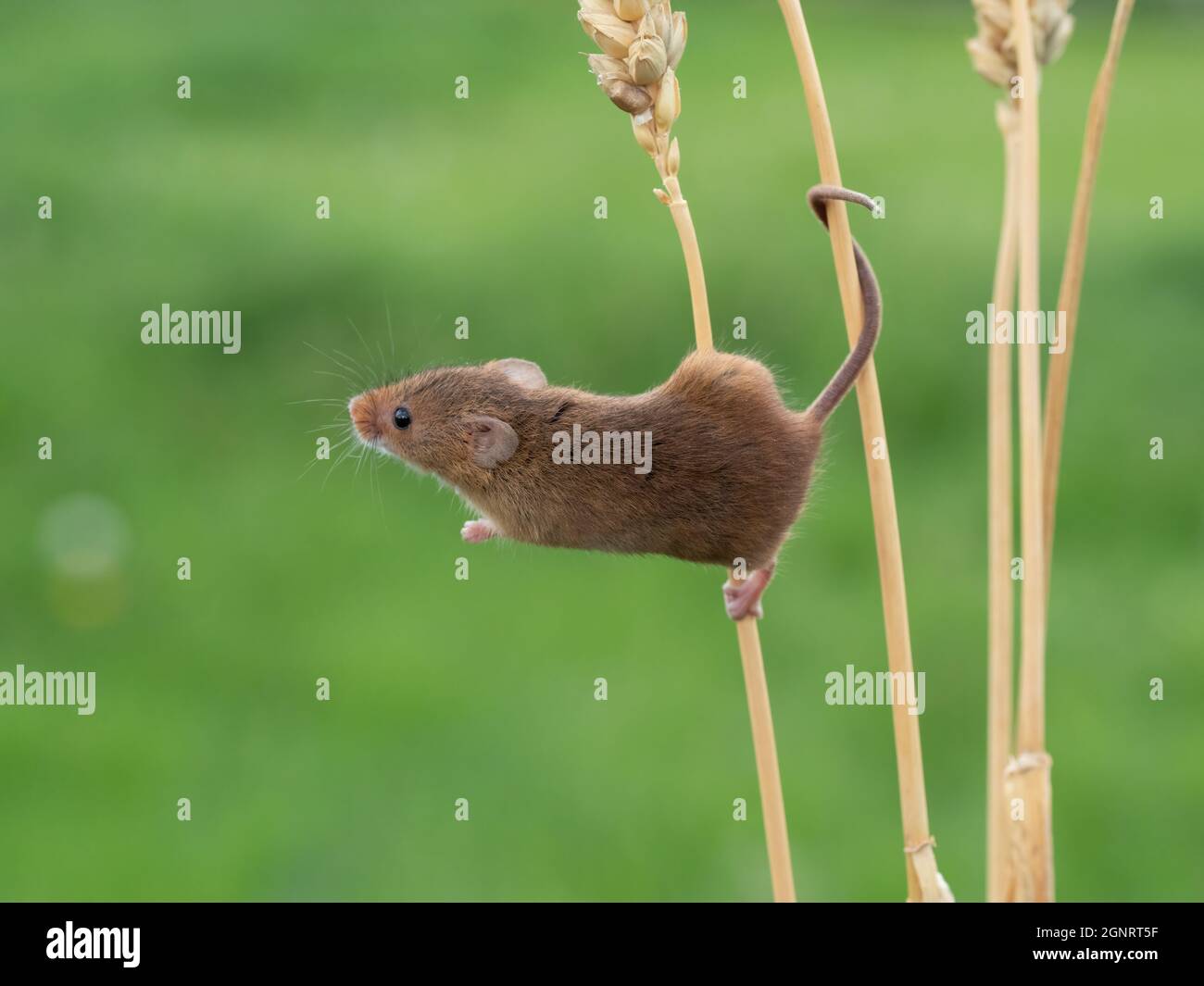 Souris de récolte eurasienne (Micromys minutus) montée de la tête de semence de blé (Elymus ou Elytrigia sp) Royaume-Uni Banque D'Images
