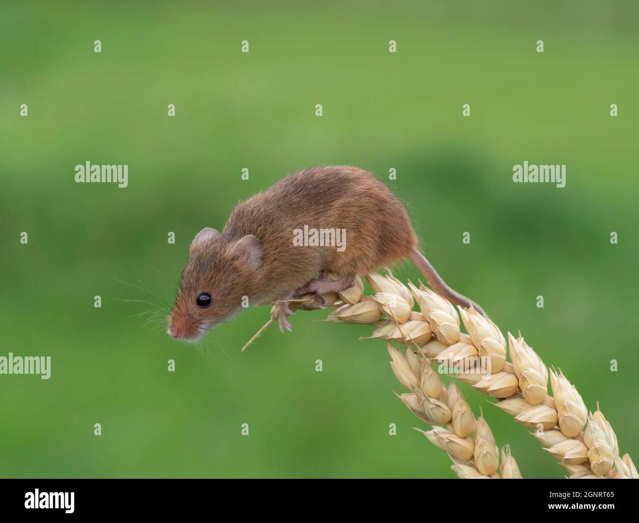 Souris de récolte eurasienne (Micromys minutus) montée de la tête de semence de blé (Elymus ou Elytrigia sp) Royaume-Uni Banque D'Images