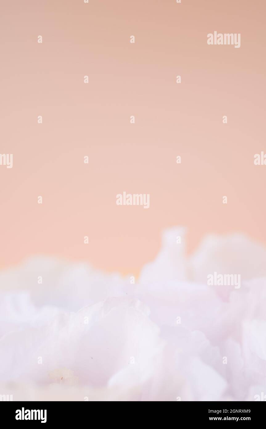 thème floral blanc abstrait sur fond beige Banque D'Images